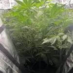 OG Kush