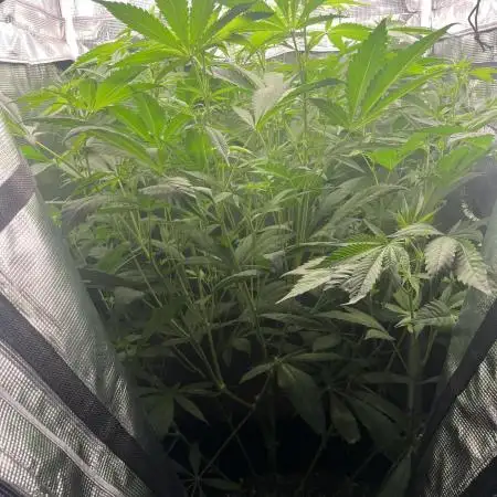 OG Kush