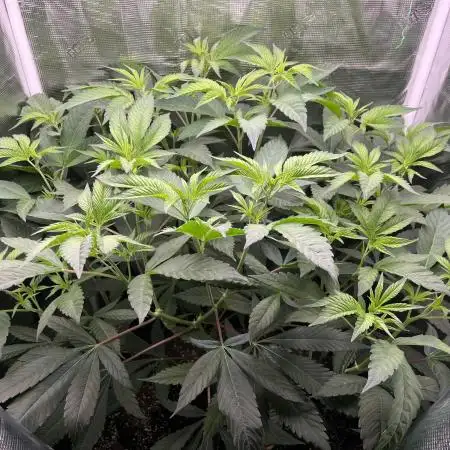 OG Kush