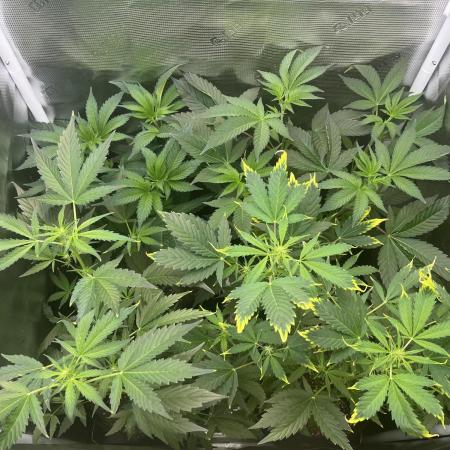 Rosin Grow