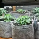 Fastbuds Vs Dutch passion