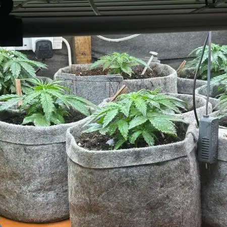 Fastbuds Vs Dutch passion
