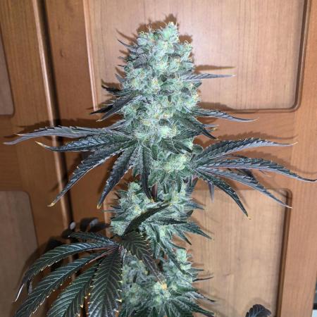Exodus Cheese (GHSC)