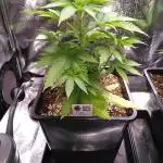 Three Items Of Broccoli - All Indica