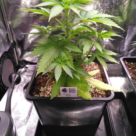 Three Items Of Broccoli - All Indica