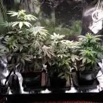 Three Items Of Broccoli - All Indica