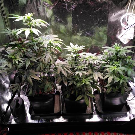 Three Items Of Broccoli - All Indica