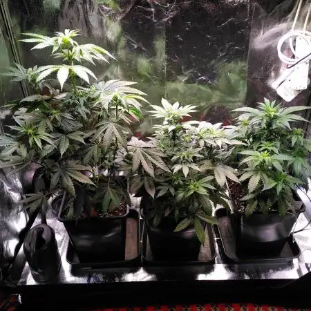 Three Items Of Broccoli - All Indica