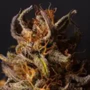 Three Items Of Broccoli - All Indica