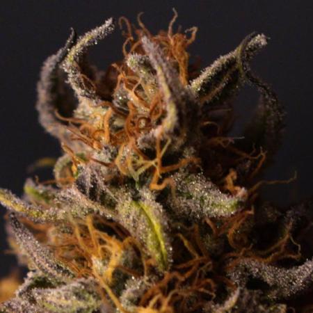 Three Items Of Broccoli - All Indica