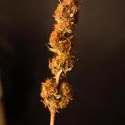 Three Items Of Broccoli - All Indica