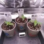 Three Items Of Broccoli - All Indica