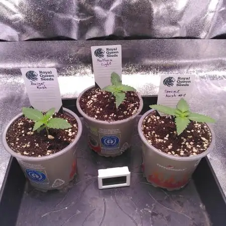 Three Items Of Broccoli - All Indica
