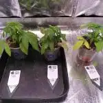 Three Items Of Broccoli - All Indica
