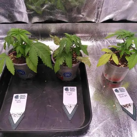 Three Items Of Broccoli - All Indica
