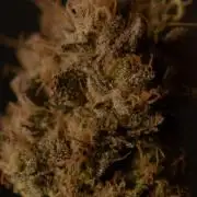 Three Items Of Broccoli - All Indica