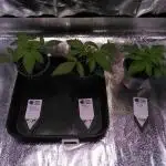 Three Items Of Broccoli - All Indica