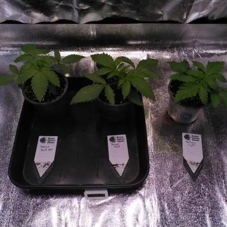 Three Items Of Broccoli - All Indica