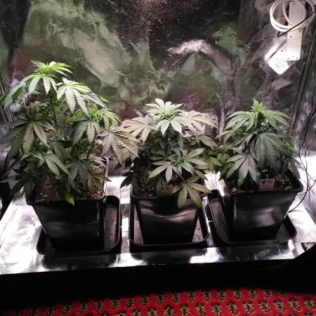 Three Items Of Broccoli - All Indica