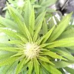 Three Items Of Broccoli - All Indica