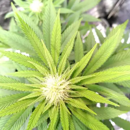 Three Items Of Broccoli - All Indica