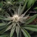 Three Items Of Broccoli - All Indica