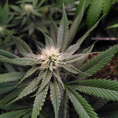 Three Items Of Broccoli - All Indica