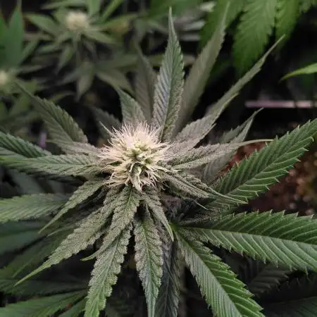 Three Items Of Broccoli - All Indica