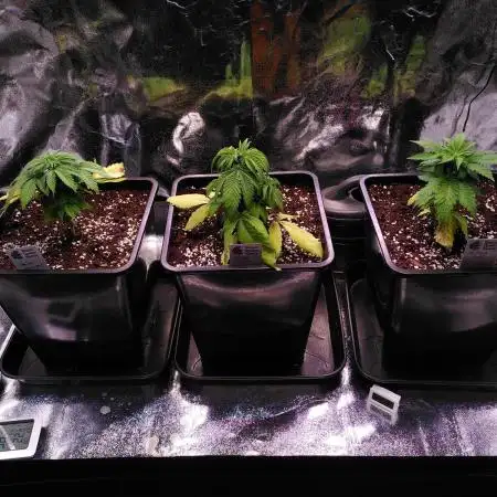 Three Items Of Broccoli - All Indica