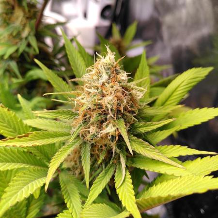 Three Items Of Broccoli - All Indica