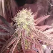 Three Items Of Broccoli - All Indica