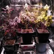 Three Items Of Broccoli - All Indica