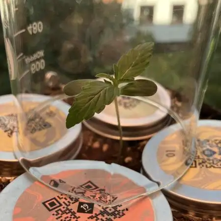 Testgrow US Premium Auto