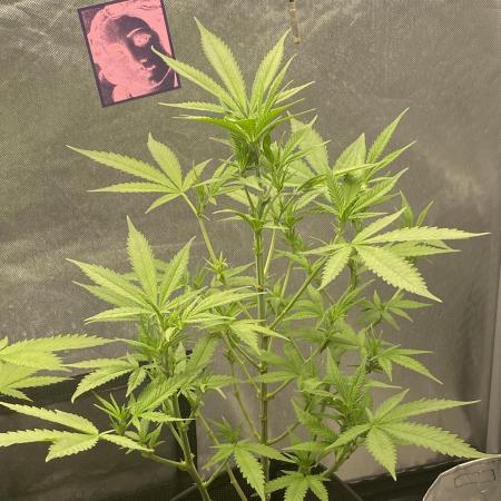 Royal Queen Seeds Sativa Classics
