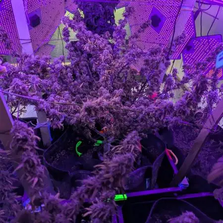 Who wants to grow more than a thousand buds in a 2 and 1/2 ft plant?