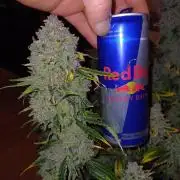 Pineapple Express F1 (Zamnesia Seeds)