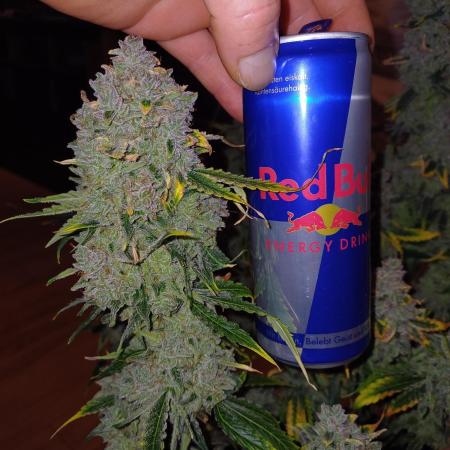 Pineapple Express F1 (Zamnesia Seeds)