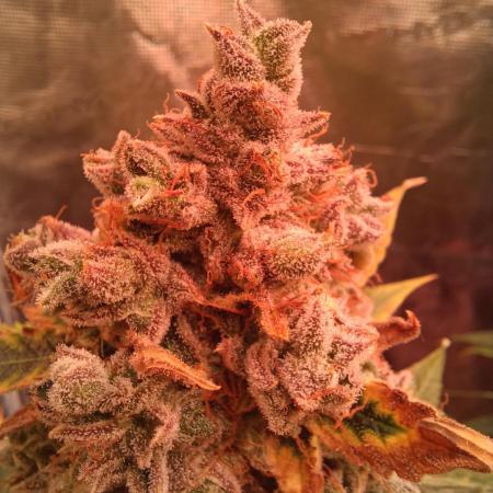 Pineapple Express F1 (Zamnesia Seeds)