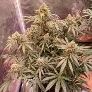 Pineapple Express F1 (Zamnesia Seeds)