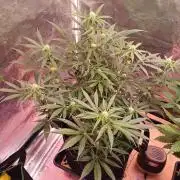 Pineapple Express F1 (Zamnesia Seeds)