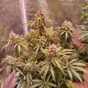 Pineapple Express F1 (Zamnesia Seeds)