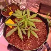 Pineapple Express F1 (Zamnesia Seeds)