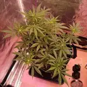 Pineapple Express F1 (Zamnesia Seeds)