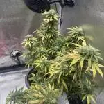 Amnesia Pro