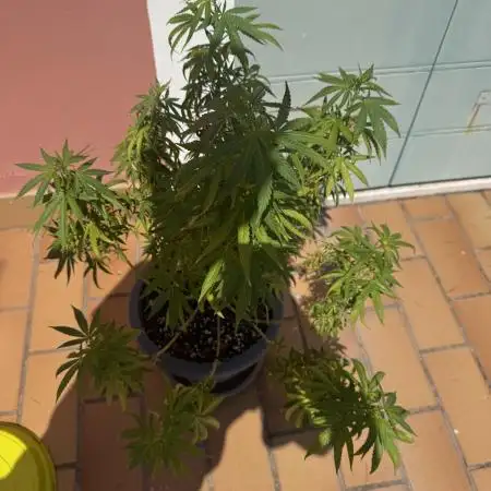 Amnesia Pro