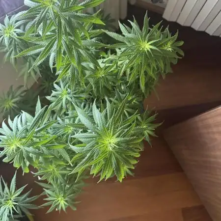 Amnesia Pro