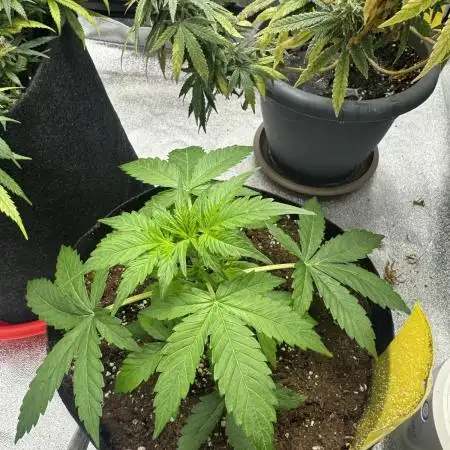 Melonade Runtz Auto - 12/12 Run