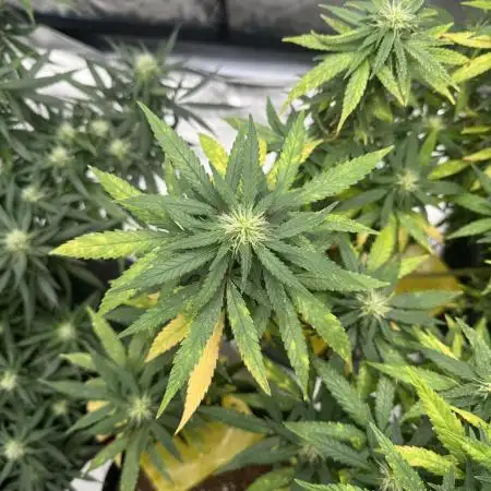 Amnesia Pro