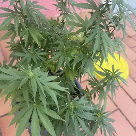 Amnesia Pro
