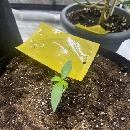 Melonade Runtz Auto - 12/12 Run